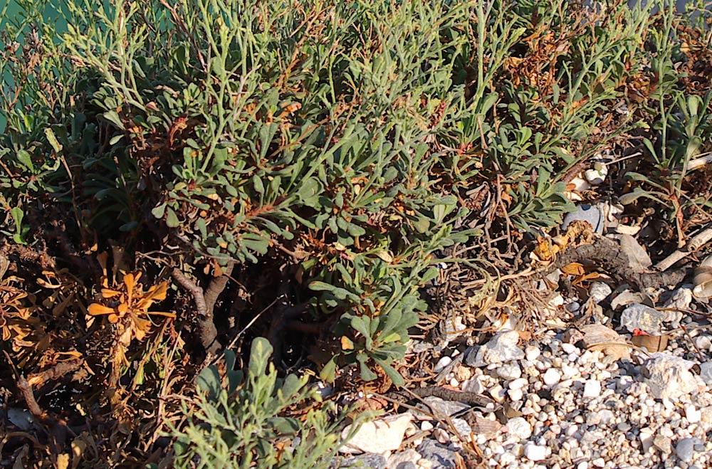Limonium cordatum/Limonio ligure